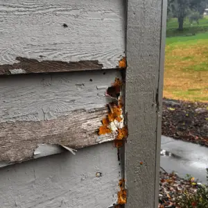 Woodpecker hole in rotten cedar siding on a Rochester MN home