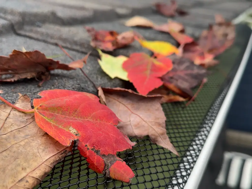 Leaves on mesh gutter guards
