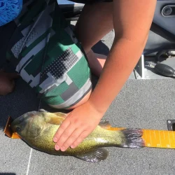 Student angler from Kasson-Mantorville Youth Fishing Team measuring a fish during a tournament.